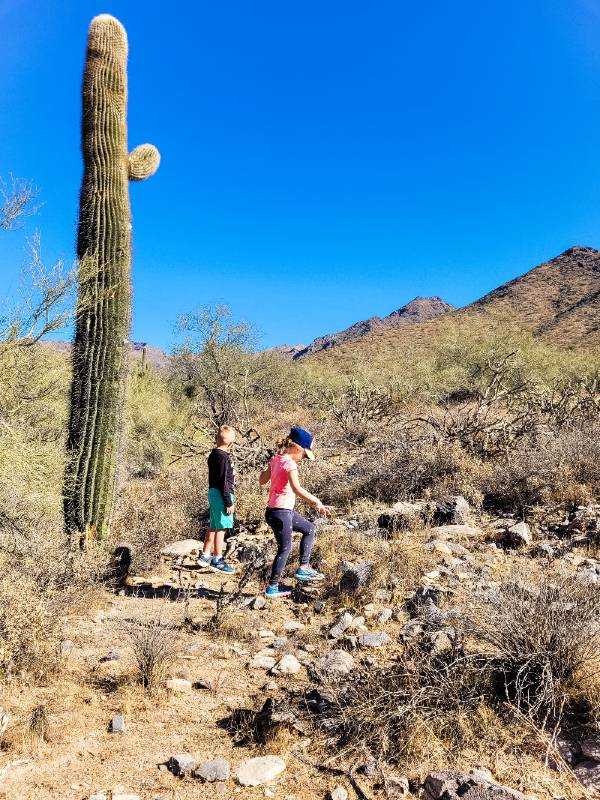 Two children walking in the desert near a saguaro cactus while on a family hiking trip