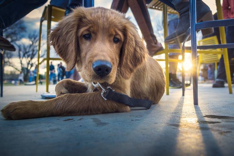 A puppy under a table in a restaurant in Austin Texas, one of the most dog friendly cities in the US