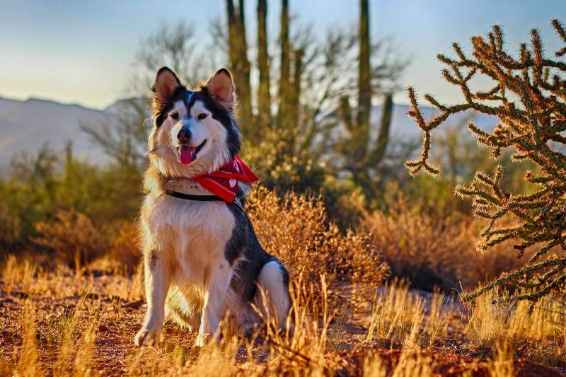 A dog in the desert in Phoenix, one of the best dog friendly cities to visit in the US