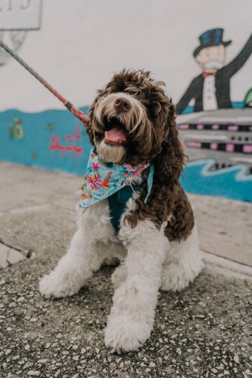 14 Most Dog Friendly Cities to Visit in the US in 2023