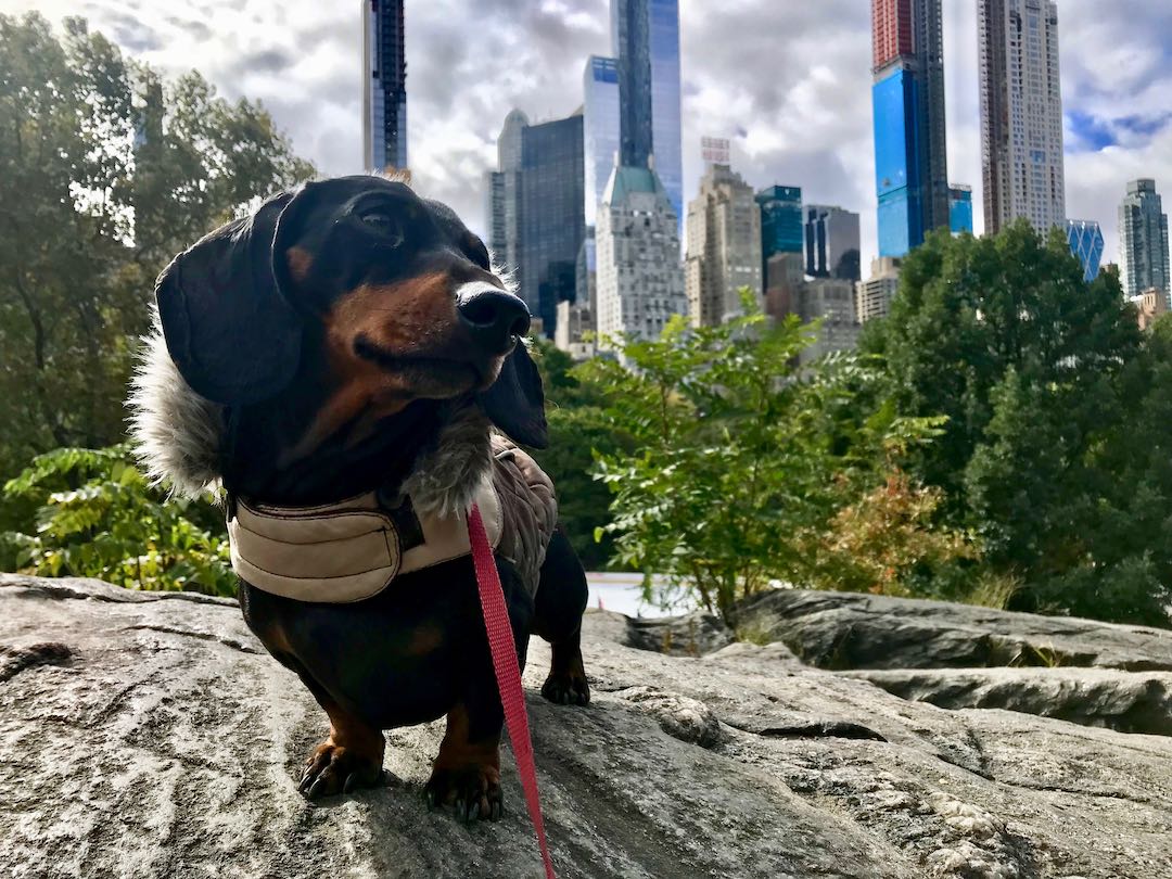 A dachsund wearing a coat in NYC, one of the most dog friendly cities in the US