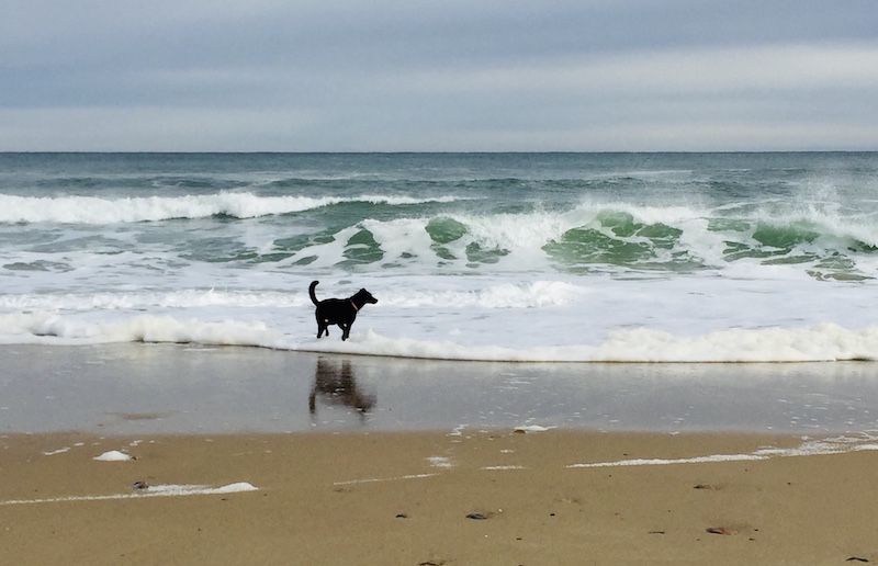 A dog playing on the beach in Provincetown, Massachusetts, one of the most dog friendly cities in the US