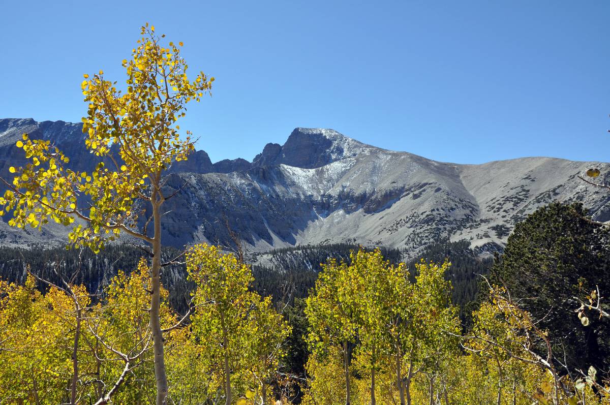 Wheeler Peak behind yellow trees in Great Basin National Park, one of America's must-see national parks