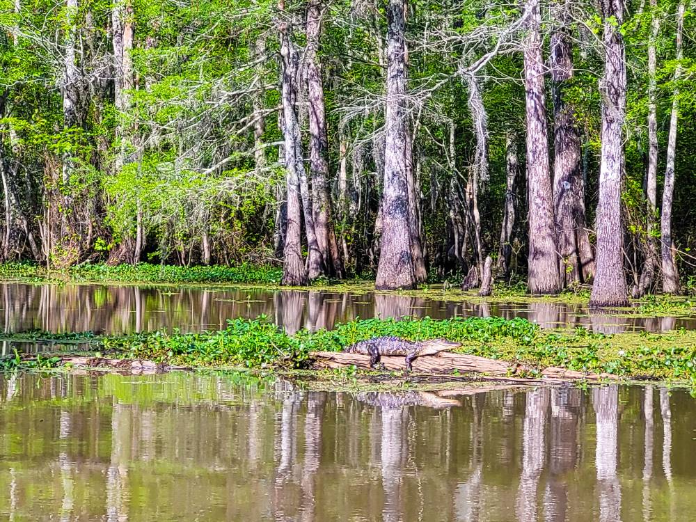 An alligator sitting on a log in a swamp near New Orleans