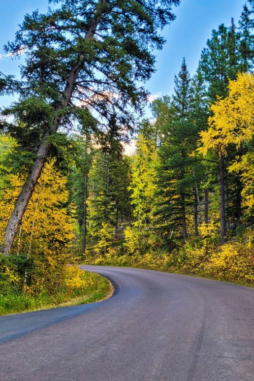 A section of the Needles Highway with colorful fall foliage in one of The Great 8, Custer State Park