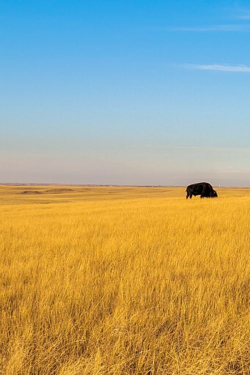 Pictures of the Badlands in South Dakota featuring a bison grazing in a field in the Sage Creek Wilderness Area
