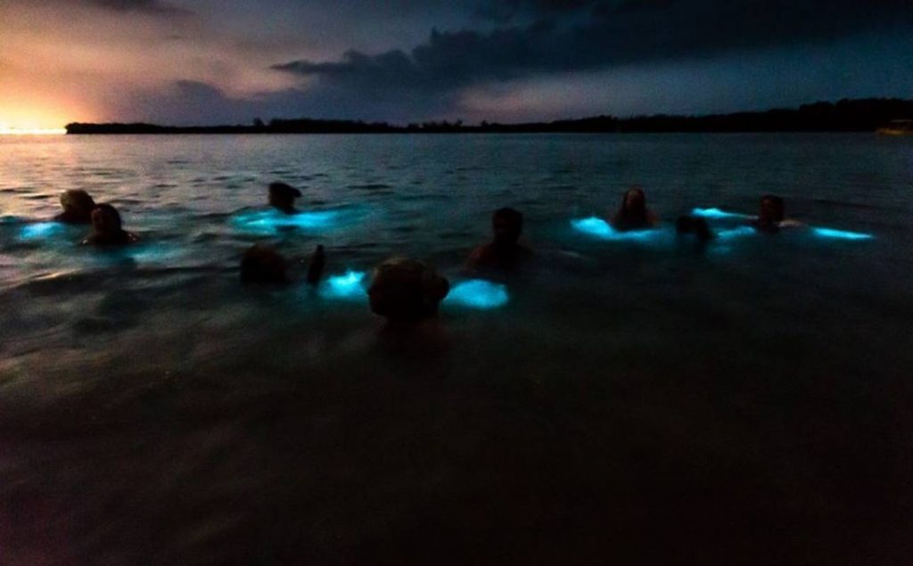 Several people swimming in the Luminous Lagoon Jamaica at night