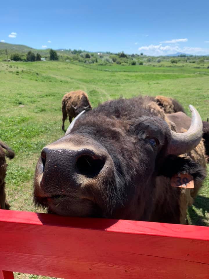 A bison visiting during the wagon ride at Diamond P Grassroots Bison, one of the locations with the best Harvest Host reviews