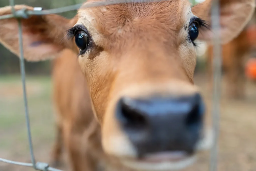A baby cow at Moonpie Farms, one of many farm campsites that are part of Harvest Host locations