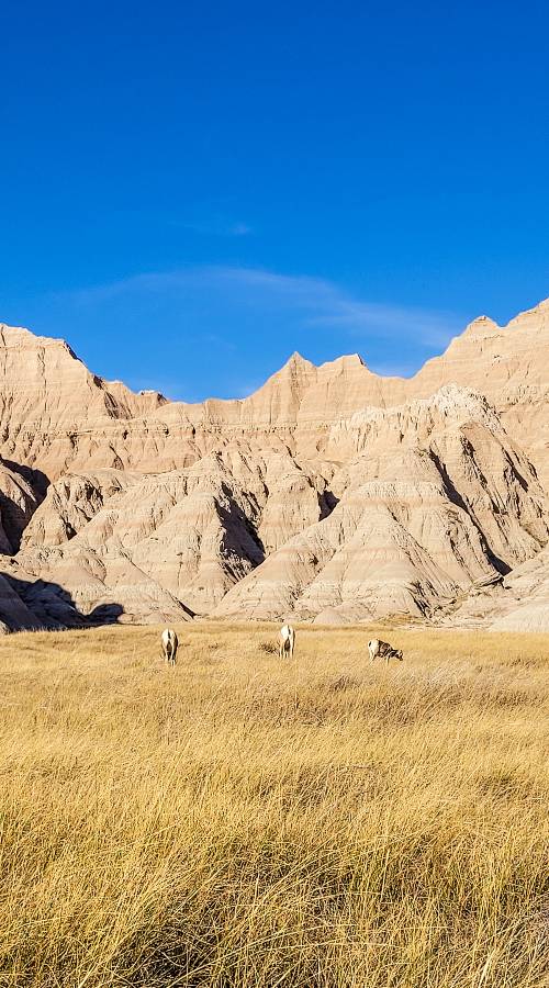 Three pronghorn grazing in a grassy area off the Window Trail, one of the best hikes in the Badlands
