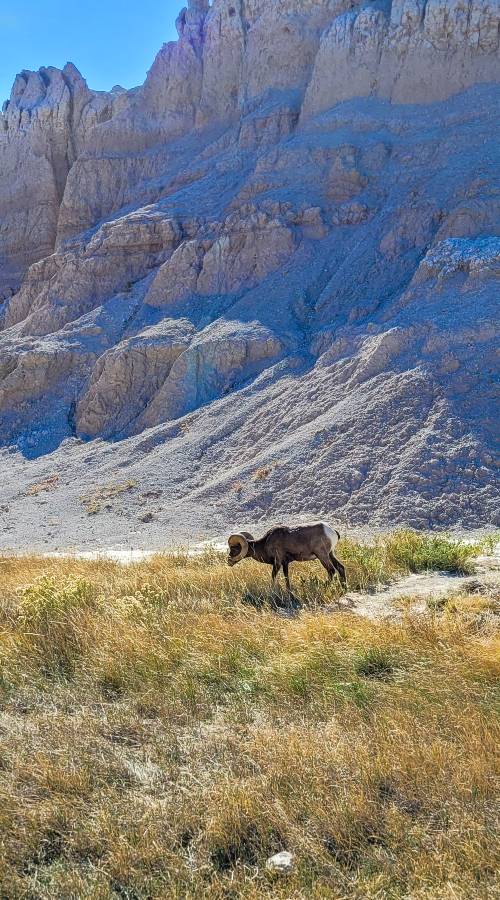 A bighorn sheep grazing near the Window Trail, one of the best Badlands hikes