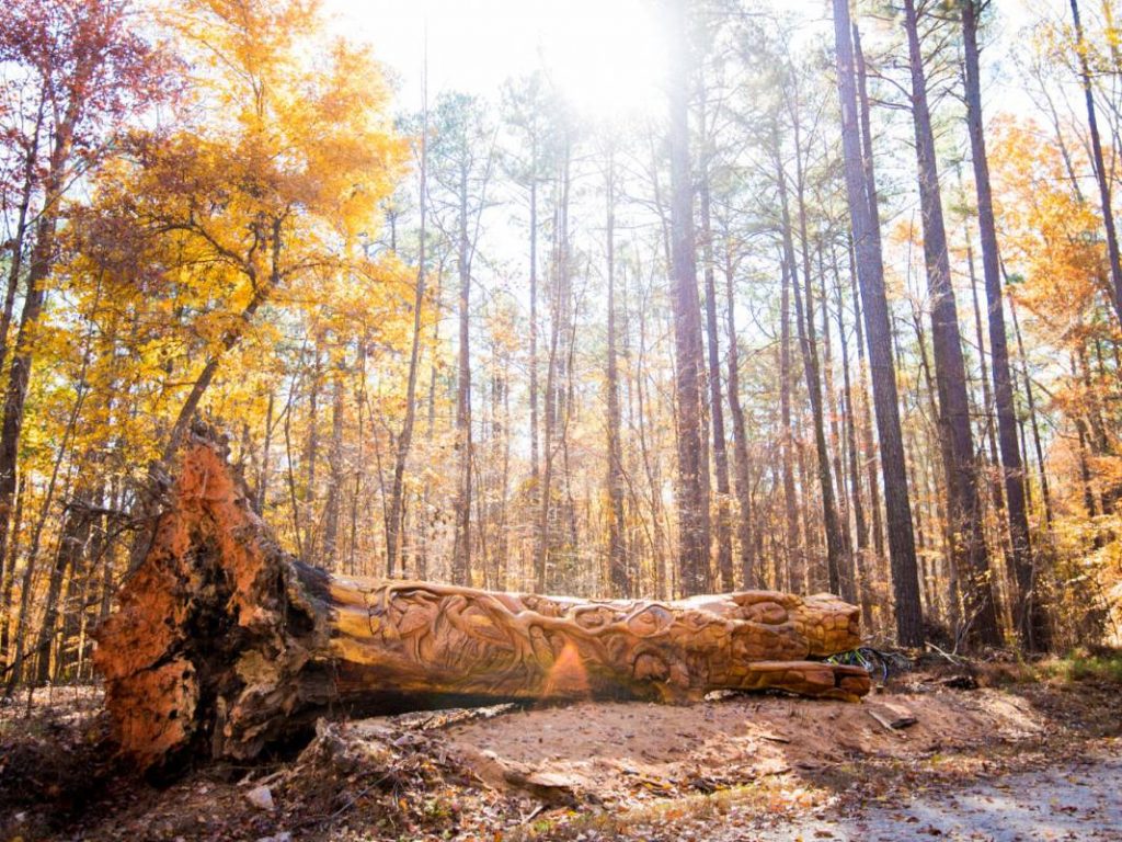 Chainsaw art carved into a fallen tree at Umstead State Park, one of the best free things to do in Raleigh