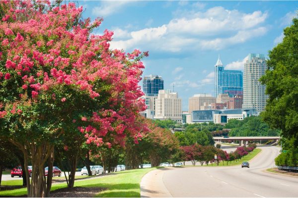 Blooming trees along the highway leading into downtown Raleigh NC
