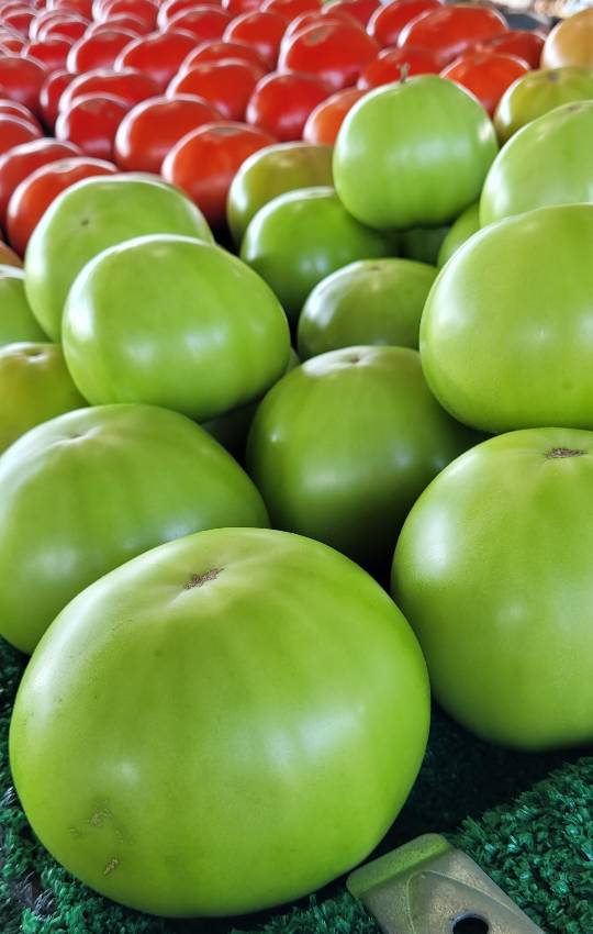 Red and green tomatoes at the NC State Farmers Market, one of the best things to do in Raleigh for foodies