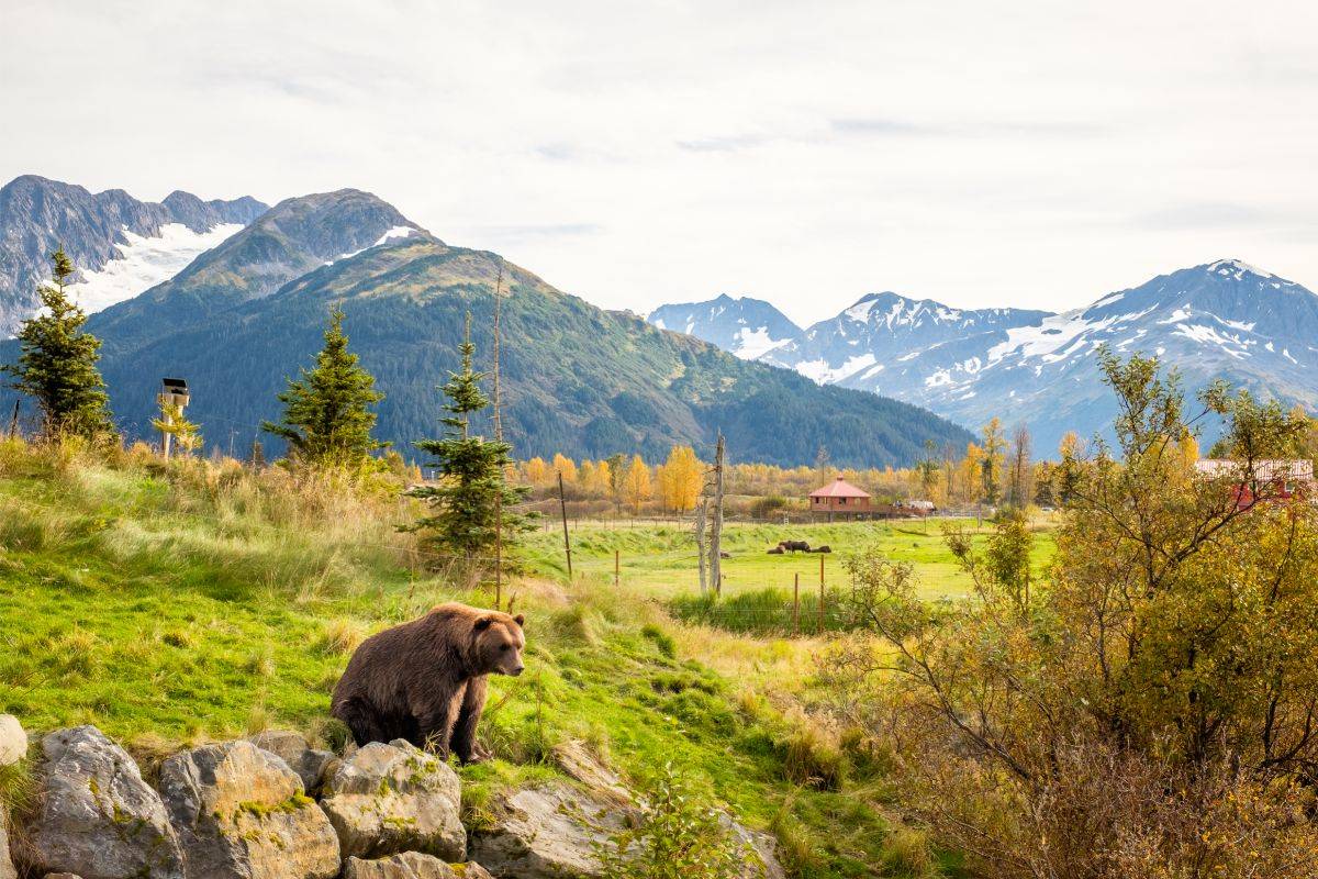 view of a brown bear with the alaskan landscape in the back ground near the alyeska hideaway cabins 
