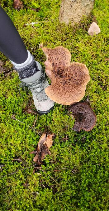 A foot next to a mushroom along the Grewingk Glacier Trail to show the massive size