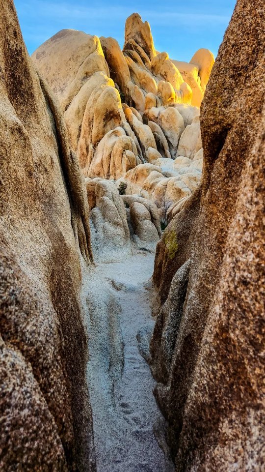 I found this absolutely beautiful mini slot canyon and wonderland of rocks by accident. 

Amazingly, it's literal steps from one of the most popular formations in Joshua Tree NP and not another soul was there at sunset...in March, on a weekend. 

I'm not great at approximating distance, but it was within earshot of the main trail and a 2-3 minute walk. Just so happens to be somewhat concealed. 

The takeway: if you're out there exploring, well...explore! 

Do it safely and responsibly, though! 

➡️ Be extremely cautious of going off-trail. It's allowed and even encouraged in JTNP, but not most parks. Be aware of fragile vegetation, wildlife habitats, etc.
➡️ Approach places you can't see very well with extreme caution. Make noise to alert any people or animals up ahead that you're approaching.
➡️ Be mindful that others may know of the spot and may be waiting their turn, especially at golden hour. Enjoy it, but give others a chance to do the same.
➡️ Make note of your path as you leave the trail, especially if you're alone! Move something on the trail to mark your path (but make sure to replace it!) or drop a pin. 

.
.
.
.
.

#joshuatree #jtnp #joshuatreenationalpark #slotcanyon #bouldering #nationalparkobsessed #nationalparkgeek #dirtbaggypsies #dirtbagdarling #hikecalifornia #womenwhoexplore #trailjunkie