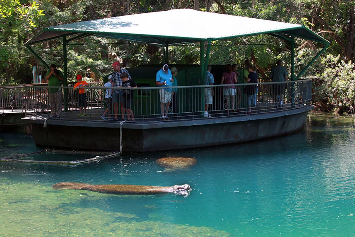 Kayaking With Manatees in Florida | 20+ Stunning Places