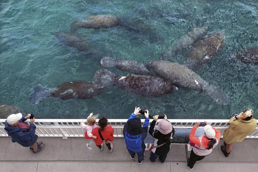 People watching and photographing manatees from an observation deck at Manatee Lagoon, one of the best places to see manatees in Florida 