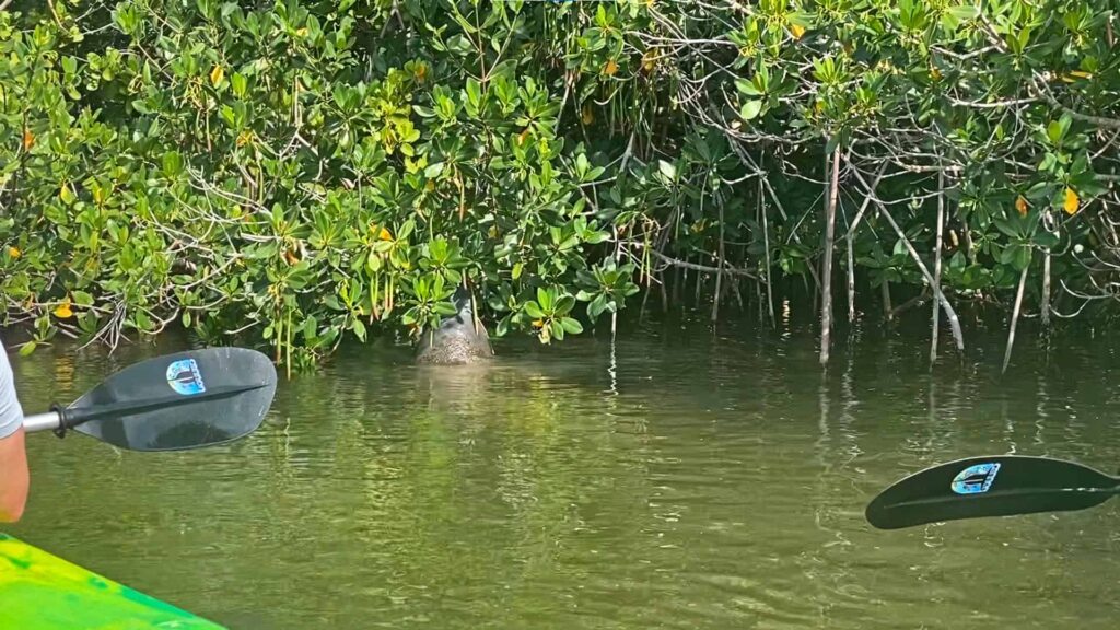 Kayakers watching as a Florida manatee feeds on a tree