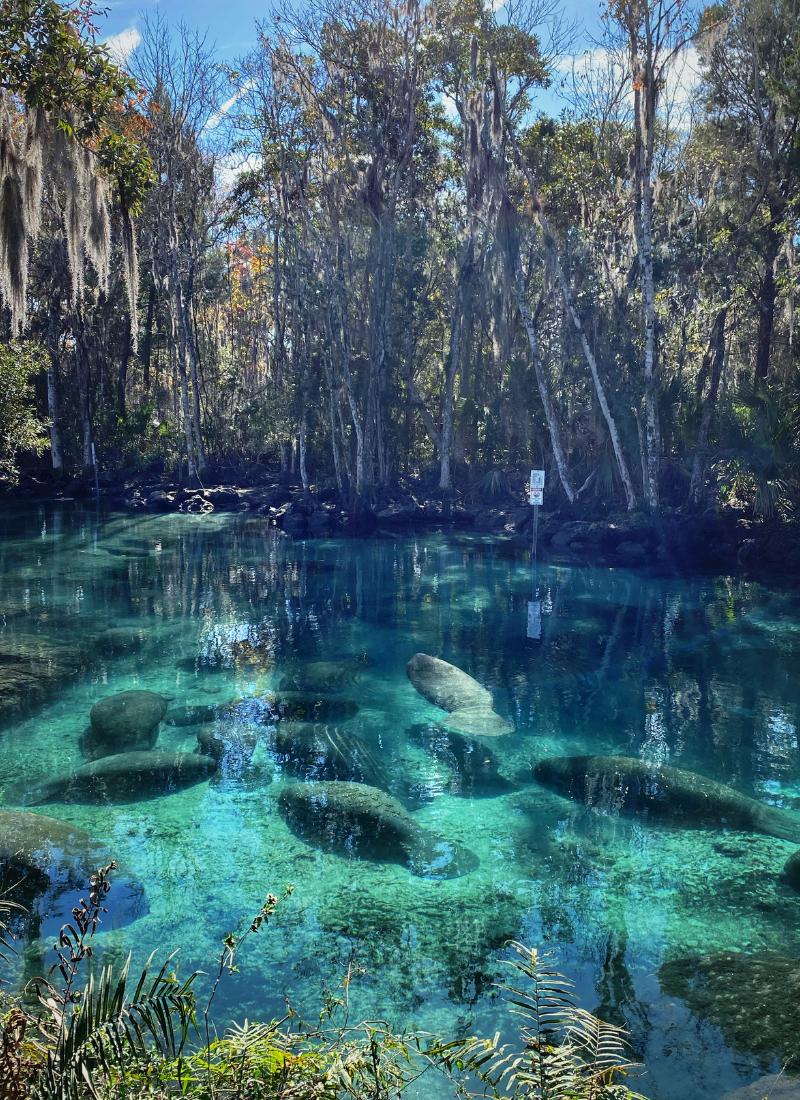 An aggregation of several manatees in crystal clear water in Florida