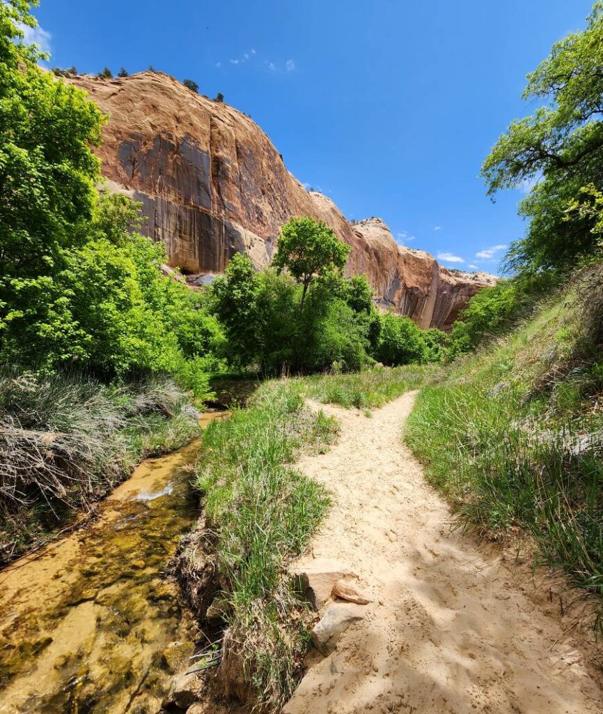 A view of cliffs and greenery from the Lower Calf Creek Falls trail next to the creek