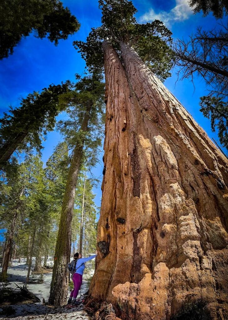 A woman in snowshoes and purple warm hiking leggings with her hand on a Giant Sequoia tree, looking up at it