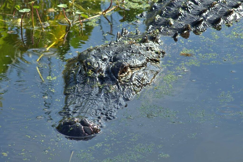 An alligator in the water at Circle B Bar Reserve, one of the best East Coast hikes in Florida