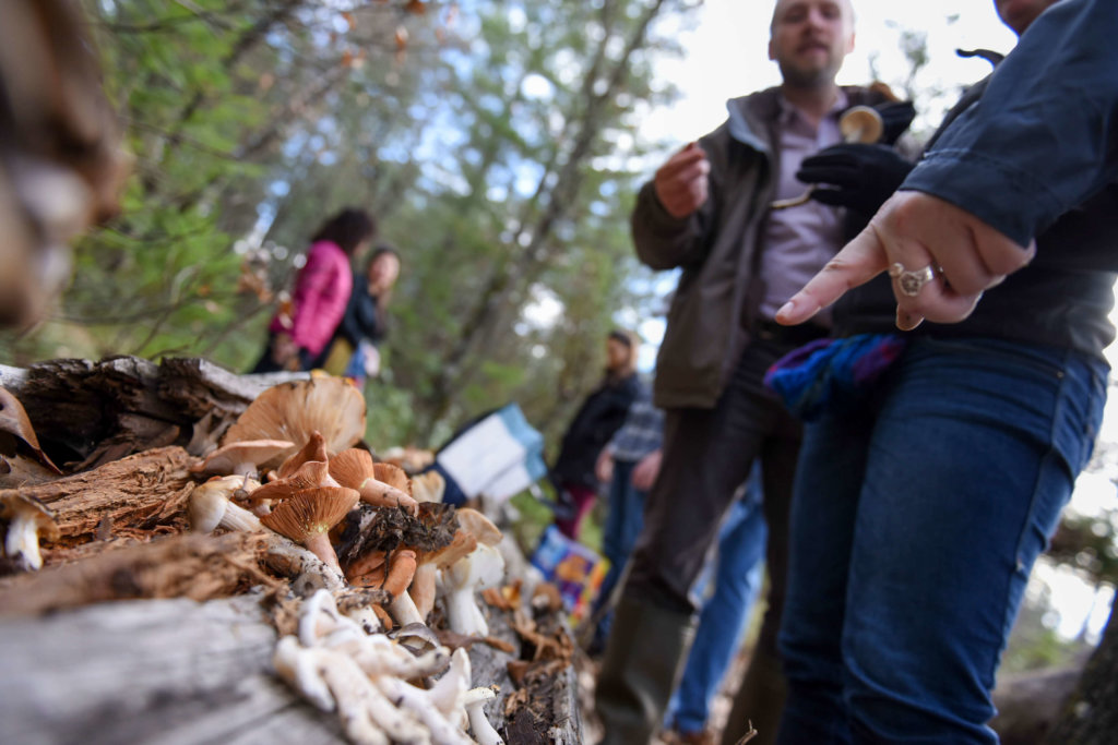 A group of people examining wild mushrooms during the Napa Truffle Festival, one of the best Napa Valley things to do besides wine