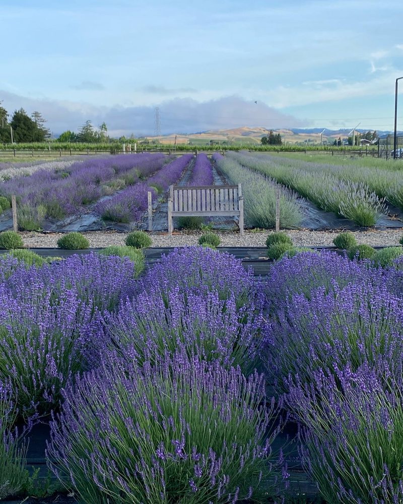 A lavender field with a mountain in the backdrop in Napa Valley