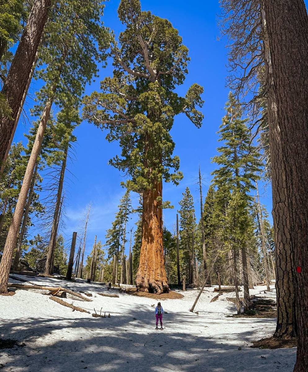 A woman standing in snow looking up at Giant Sequoias in Sequoia National Park, contemplating some quotes about national parks